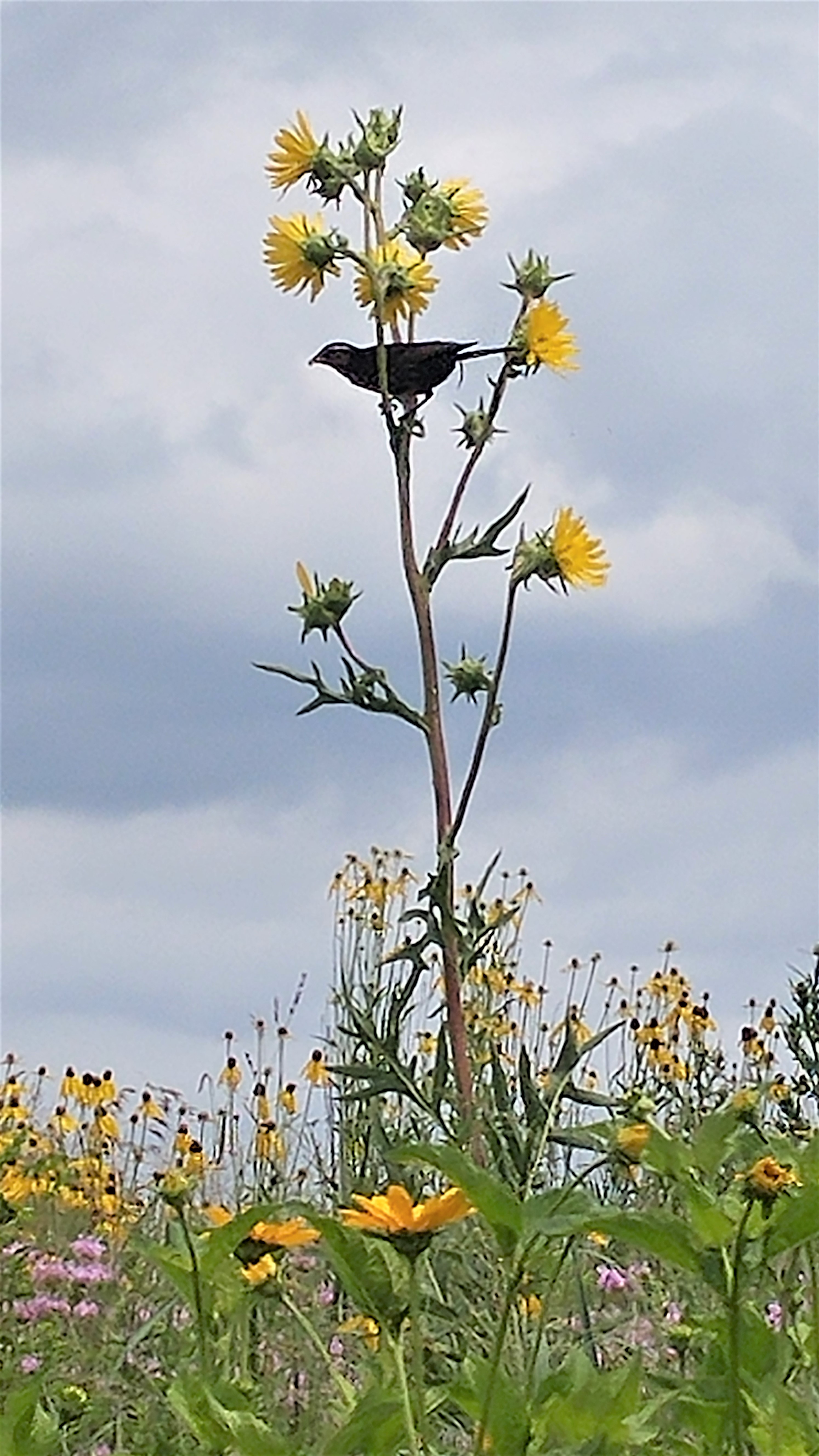 Black bird sitting on flower