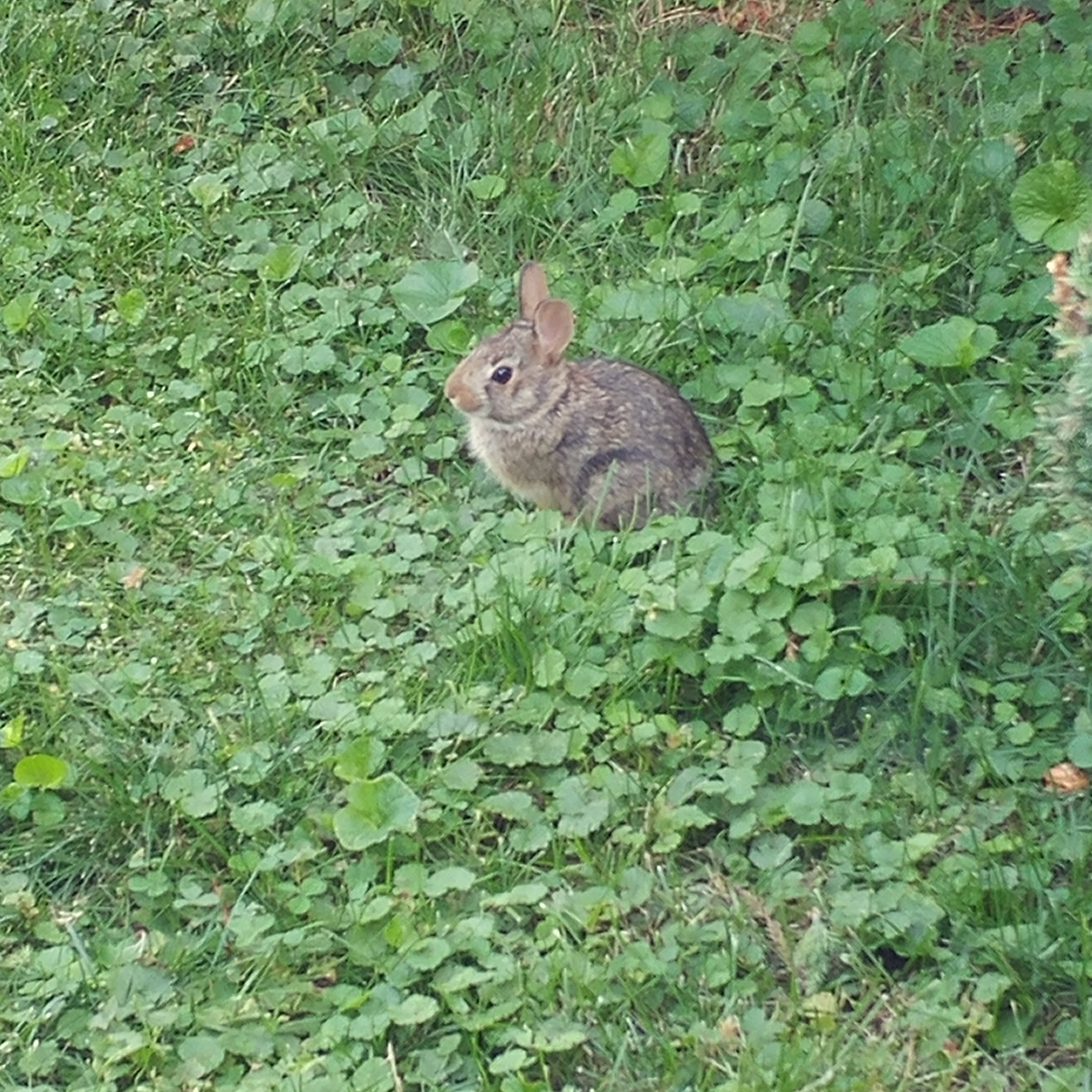 Bunny sitting