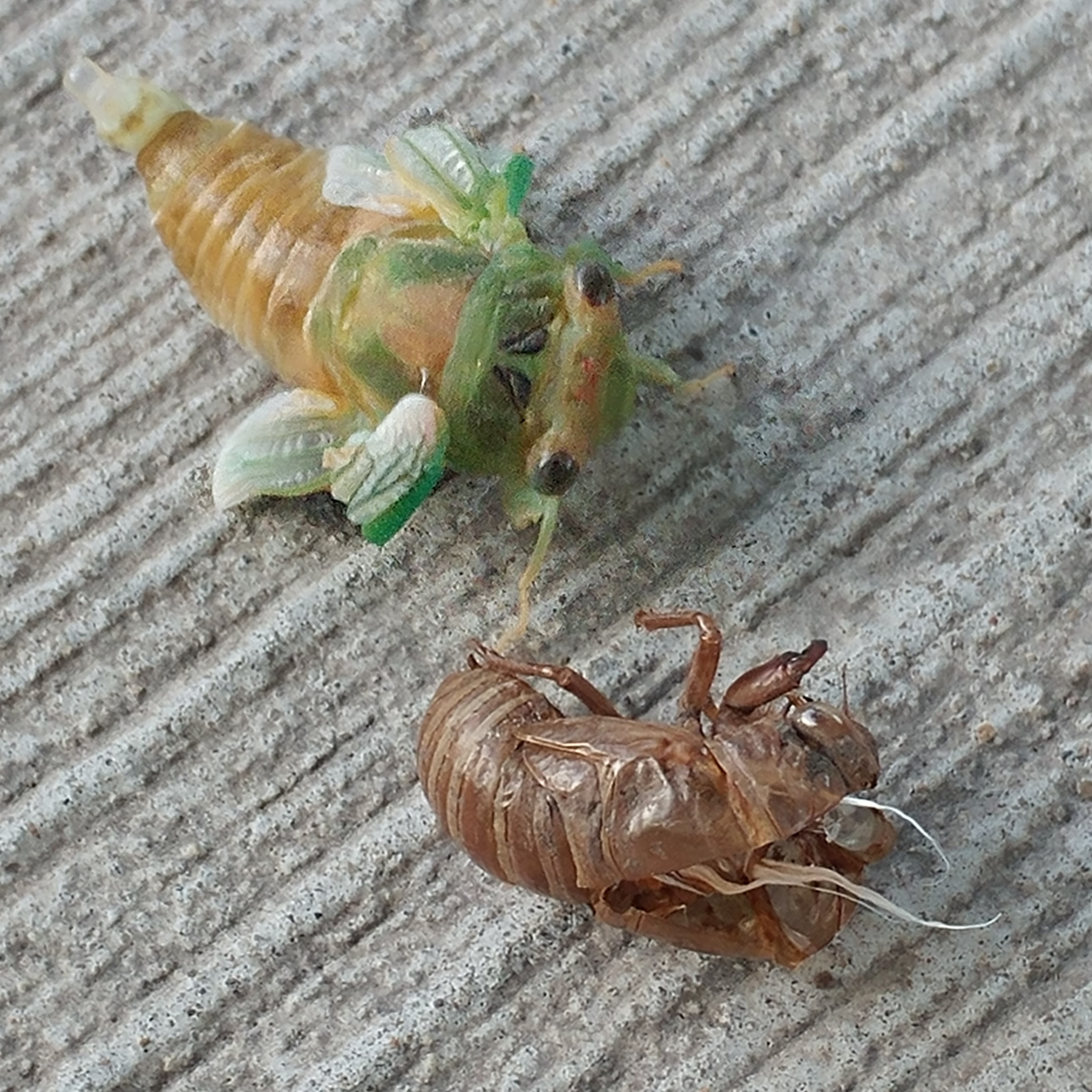 Cicada shedding