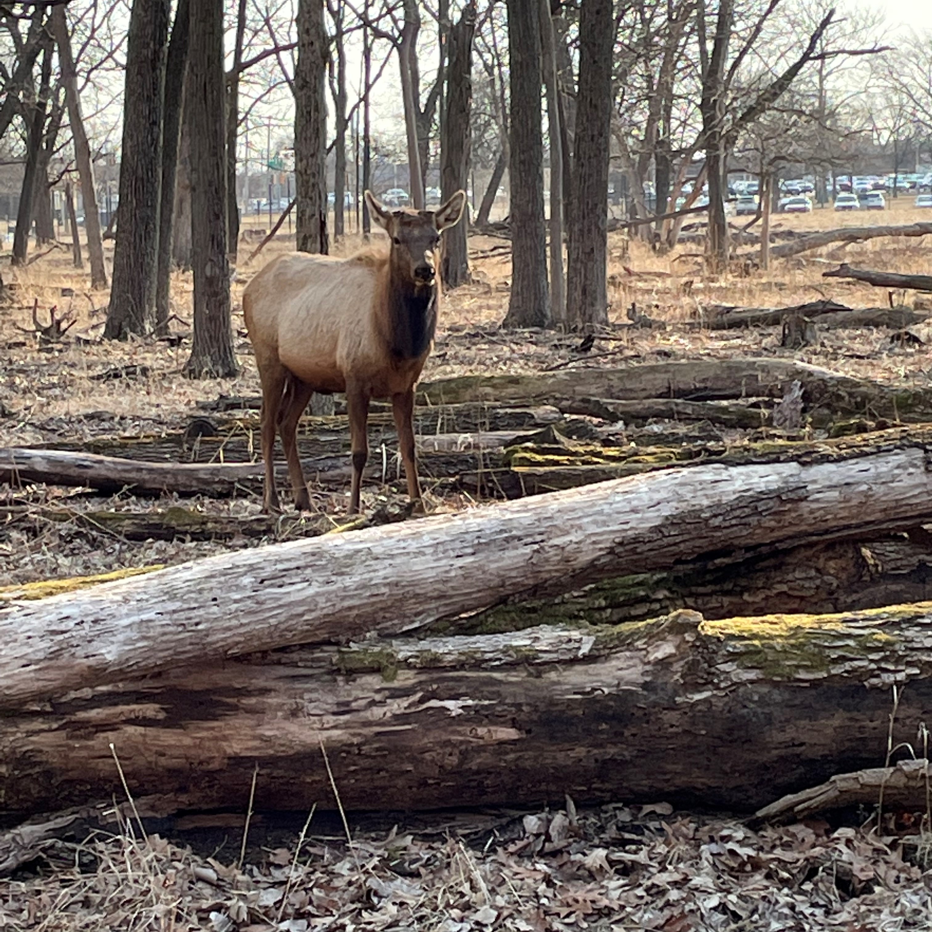 Elk Standing