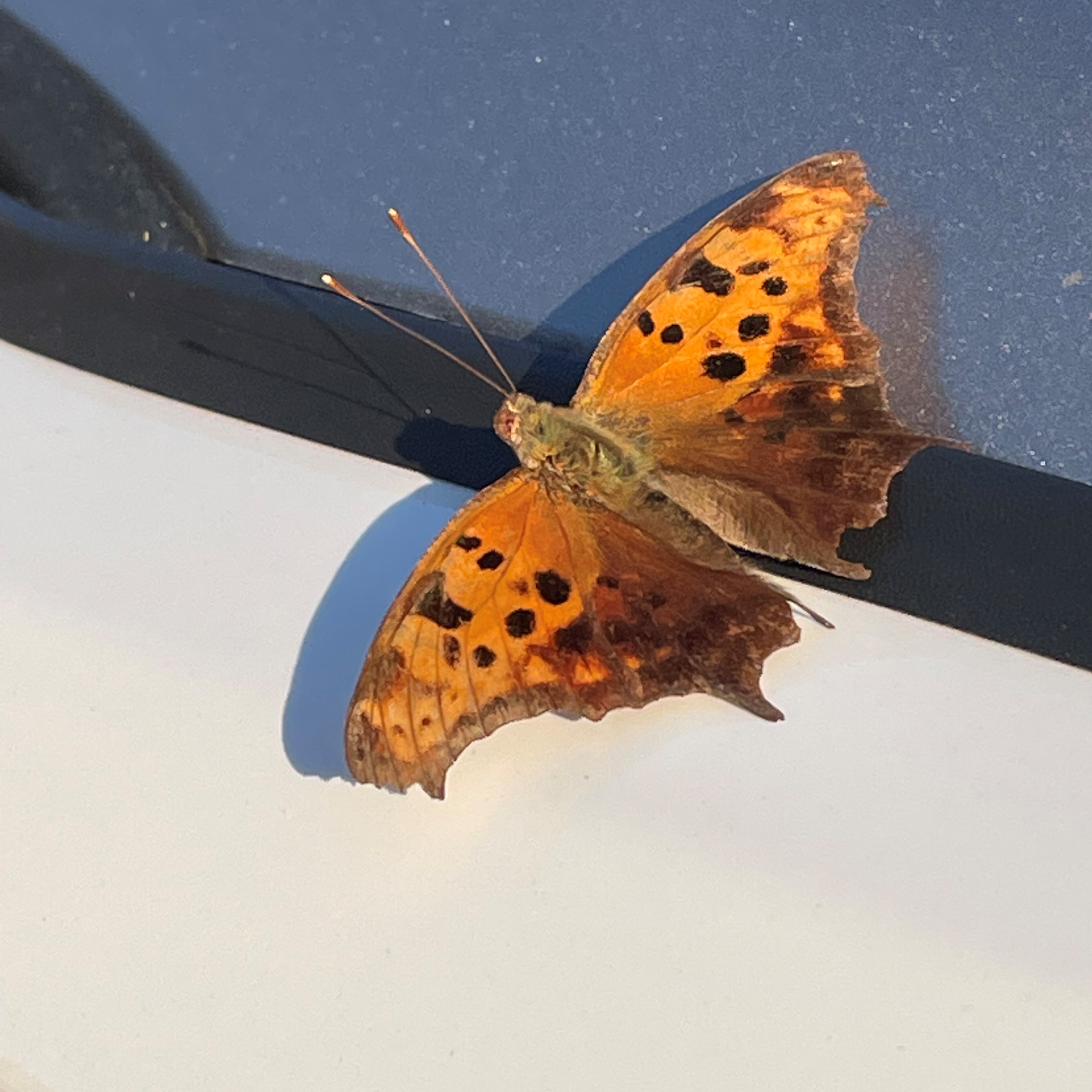 Orange Butterfly