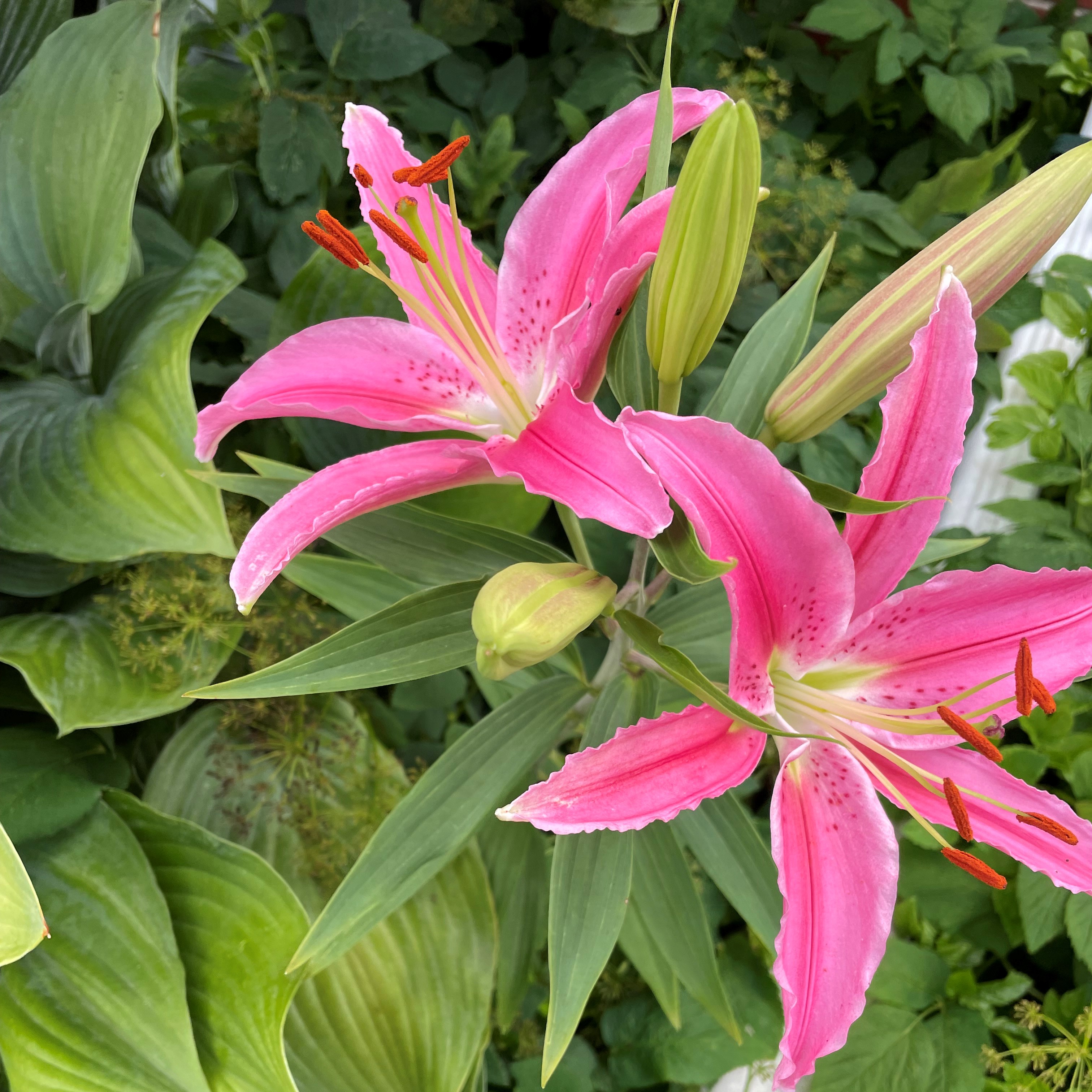 Pink flowers