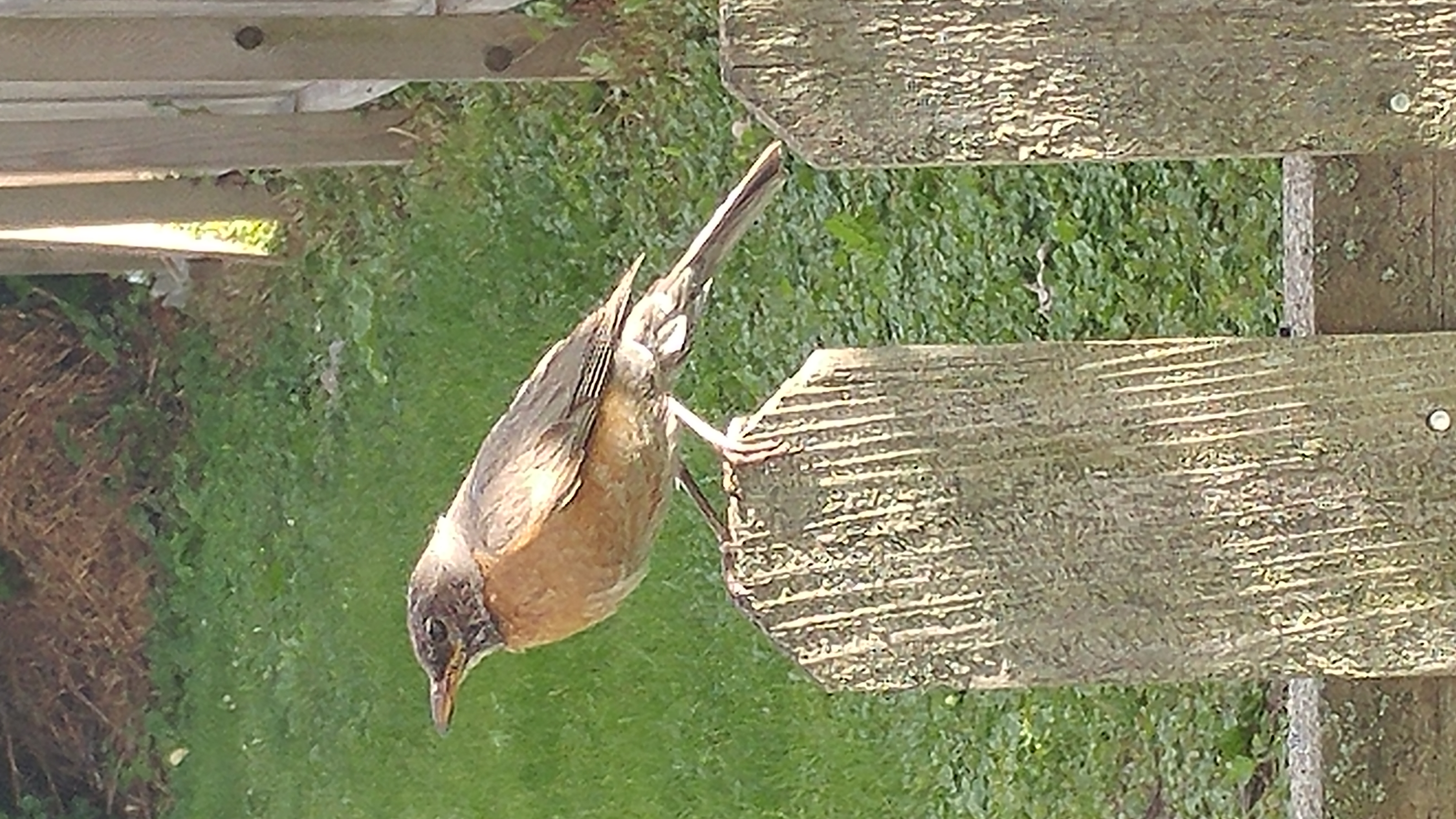 Robin on fence