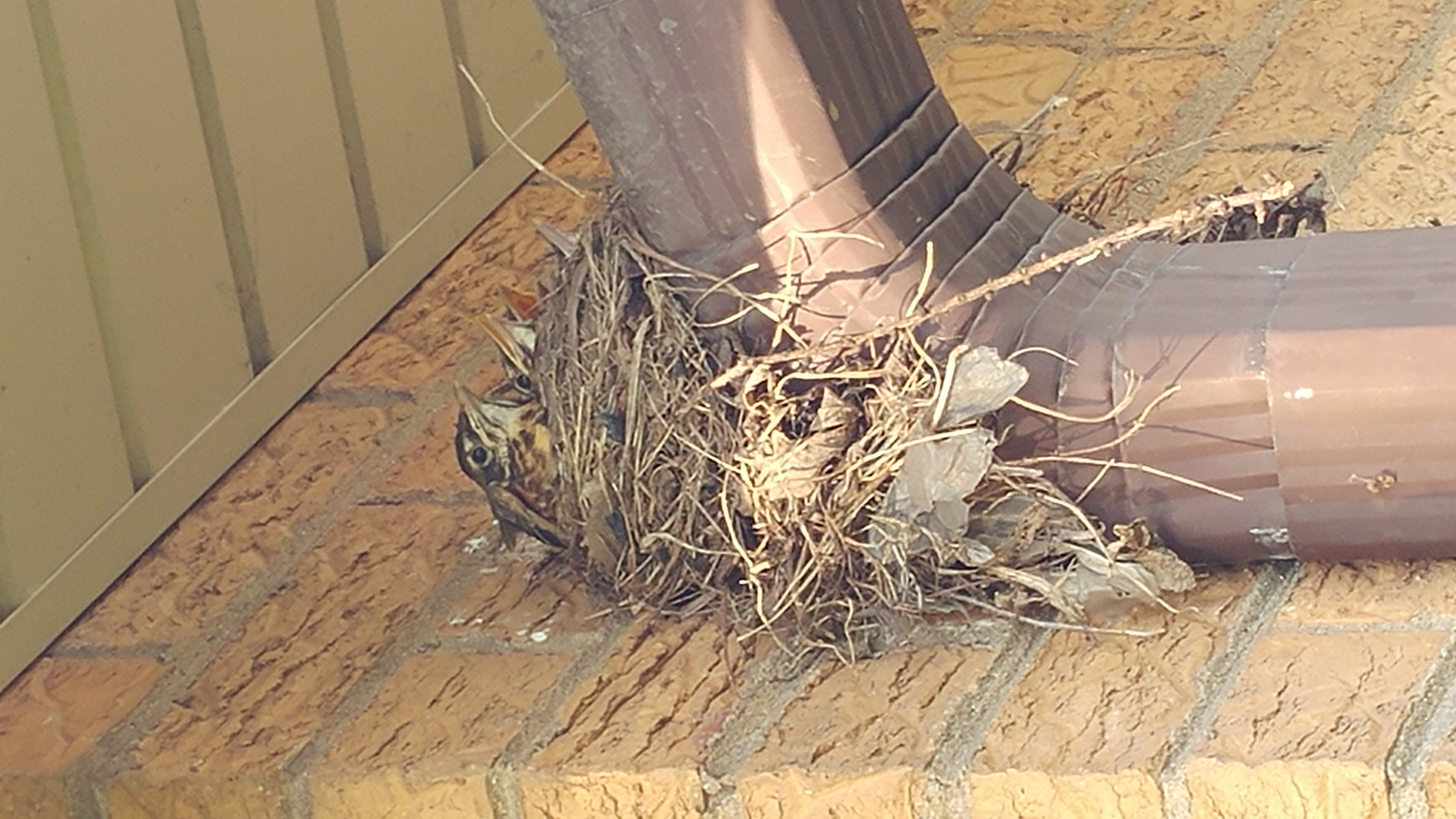 Baby robins in nest